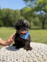 AKC Finn, a male Poodle - Miniature  for sale in Mayfield, KY – 2 of 6