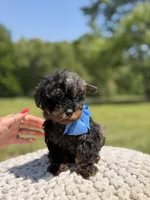 AKC Finn, a male Poodle - Miniature  for sale in Mayfield, KY – 3 of 6