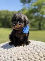 AKC Finn, a male Poodle - Miniature  for sale in Mayfield, KY – 4 of 6