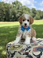 F1B Laken, a male Cavapoo for sale in Mayfield, KY – 5 of 10