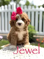 F1 Jewel, a female Cavapoo for sale in Mayfield, KY – 1 of 6