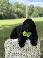 Mario, a male Miniature Goldendoodle for sale in Mayfield, KY – 8 of 10