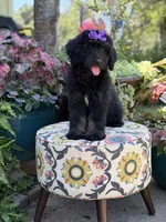 F1 Trinity, a female Bernedoodle for sale in Mayfield, KY – 7 of 10