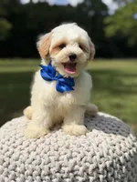 Lincoln, a male Maltipoo for sale in Mayfield, KY – 4 of 10