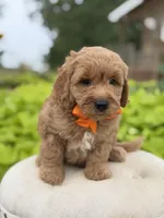 Paxton , a male Miniature Goldendoodle for sale in Mayfield, KY – 8 of 8