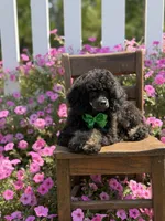 AKC Parker, a male Poodle - Toy  for sale in Mayfield, KY – 3 of 10