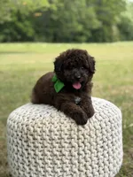 Beckett, a male Miniature Goldendoodle for sale in Mayfield, KY – 10 of 10