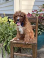 F1 Carter, a male Cavapoo for sale in Mayfield, KY – 2 of 10