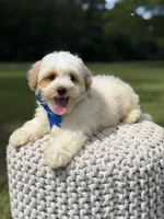 Lincoln, a male Maltipoo for sale in Mayfield, KY – 6 of 10