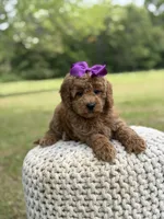 Blanche, a female Miniature Goldendoodle for sale in Mayfield, KY – 4 of 10
