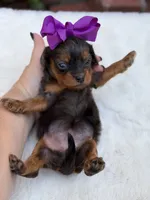Purple bow, a female Cavapoo for sale in Mayfield, KY – 8 of 10