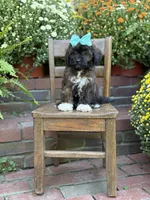 Tally, a female Shihpoo for sale in Mayfield, KY – 3 of 10