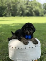 Leo, a male Cavapoo for sale in Mayfield, KY – 2 of 10