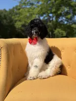 AKC Wilson , a male Poodle - Multi-Colored Standard for sale in Mayfield, KY – 4 of 10