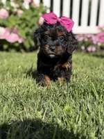 F1 Ashlyn, a female Cavapoo for sale in Mayfield, KY – 3 of 8