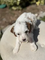 Dash , a male Cavapoo for sale in Mayfield, KY – 2 of 7