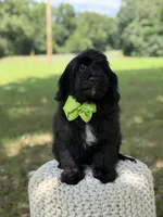 Mario, a male Miniature Goldendoodle for sale in Mayfield, KY – 10 of 10