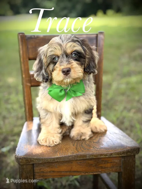 F1 Trace – Cavapoo puppy for sale in Mayfield, KY