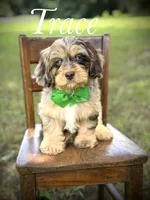F1 Trace, a male Cavapoo for sale in Mayfield, KY – 1 of 10
