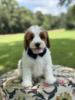 F1B Landon, a male Cavapoo for sale in Mayfield, KY – 9 of 10