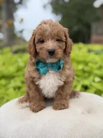 Phoenix, a male Miniature Goldendoodle for sale in Mayfield, KY – 2 of 7