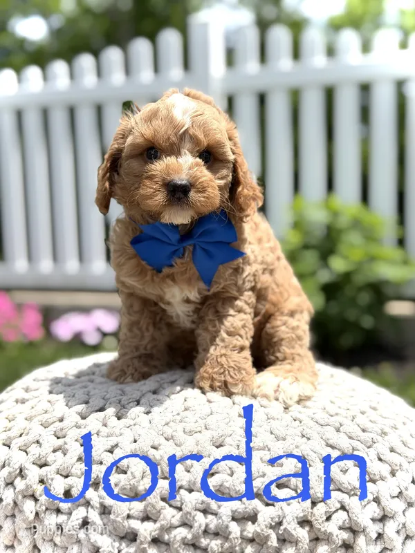 F1 Jordan – Cavapoo puppy for sale in Mayfield, KY