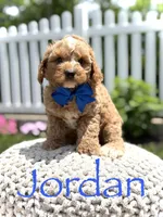 F1 Jordan, a male Cavapoo for sale in Mayfield, KY – 1 of 8