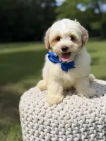 Lincoln, a male Maltipoo for sale in Mayfield, KY – 5 of 10