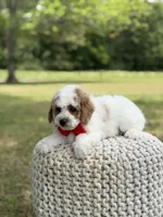 Benson, a male Miniature Goldendoodle for sale in Mayfield, KY – 8 of 10