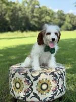 Dawson, a male Cavapoo for sale in Mayfield, KY – 10 of 10