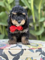 Evan, a male Miniature Bernedoodle for sale in Mayfield, KY – 10 of 10