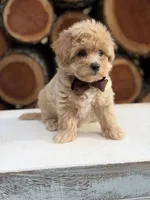 Archer, a male Maltipoo for sale in Mayfield, KY – 2 of 7