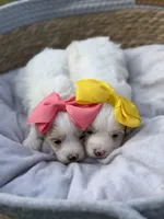 Libby, a female Maltipoo for sale in Mayfield, KY – Photo 2 of 10