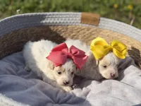 Libby, a female Maltipoo for sale in Mayfield, KY – Photo 9 of 10