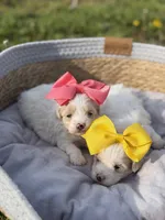 Libby, a female Maltipoo for sale in Mayfield, KY – Photo 8 of 10