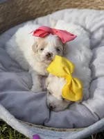 Libby, a female Maltipoo for sale in Mayfield, KY – Photo 4 of 10
