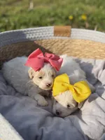 Libby, a female Maltipoo for sale in Mayfield, KY – Photo 10 of 10