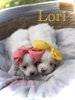 Libby, a female Maltipoo for sale in Mayfield, KY – Photo 1 of 10