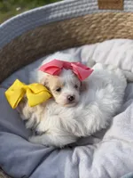 Libby, a female Maltipoo for sale in Mayfield, KY – Photo 7 of 10