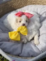Libby, a female Maltipoo for sale in Mayfield, KY – Photo 6 of 10
