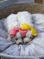 Libby, a female Maltipoo for sale in Mayfield, KY – Photo 3 of 10