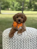 Alex, a male Miniature Goldendoodle for sale in Mayfield, KY – 4 of 10
