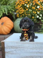 F1 Scooter, a male Cavapoo for sale in Mayfield, KY – 3 of 10