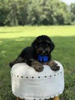 Leo, a male Cavapoo for sale in Mayfield, KY – 3 of 10