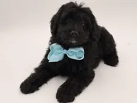 F1BB Denver, a male Miniature Bernedoodle for sale in Mayfield, KY – Photo 10 of 10