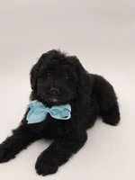 F1BB Denver, a male Miniature Bernedoodle for sale in Mayfield, KY – Photo 7 of 10