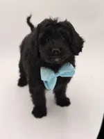 F1BB Denver, a male Miniature Bernedoodle for sale in Mayfield, KY – Photo 4 of 10