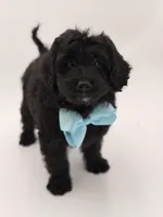 F1BB Denver, a male Miniature Bernedoodle for sale in Mayfield, KY – Photo 2 of 10