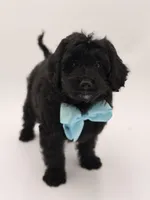 F1BB Denver, a male Miniature Bernedoodle for sale in Mayfield, KY – Photo 5 of 10