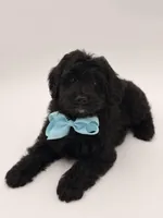 F1BB Denver, a male Miniature Bernedoodle for sale in Mayfield, KY – Photo 9 of 10